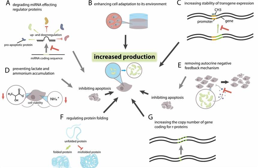 Discover how CRISPR-Cas9 technology boosts recombinant protein yield in CHO cells by targeting apoptosis genes, optimizing metabolic pathways, and customizing production.